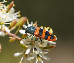 Castiarina crenata