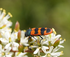 Castiarina crenata