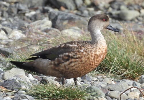 Crested Duck (Lophonetta specularioides), photo 4