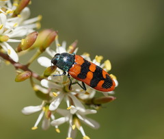 Castiarina crenata