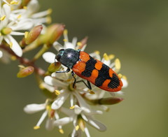 Castiarina crenata