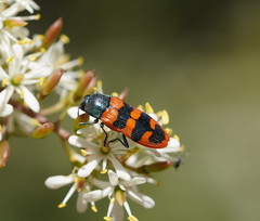 Castiarina crenata