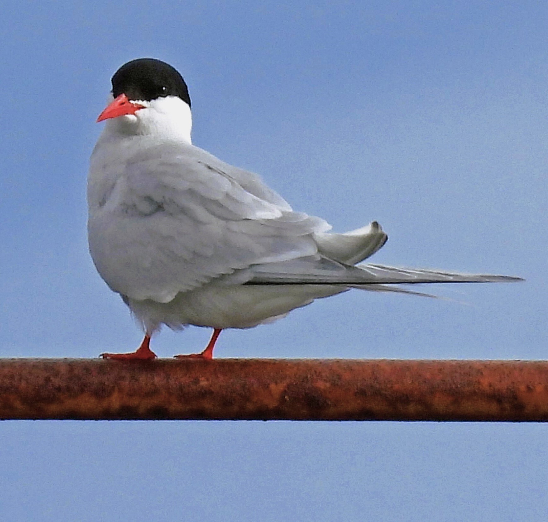 South American Tern (Sterna hirundinacea), photo 4
