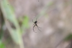 Leucauge celebesiana
