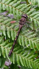 Austroaeschna atrata