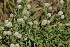 Calocephalus lacteus