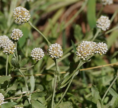 Calocephalus lacteus