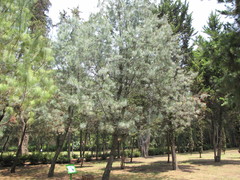 Pinus maximartinezii
