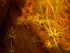 Ranunculus flabellaris