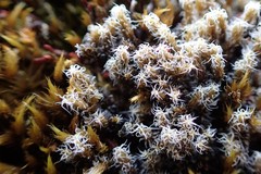 Racomitrium pruinosum
