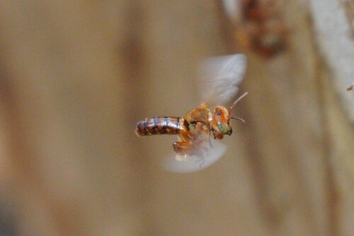 Dalla Torre's Stingless Bee
