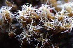 Racomitrium pruinosum