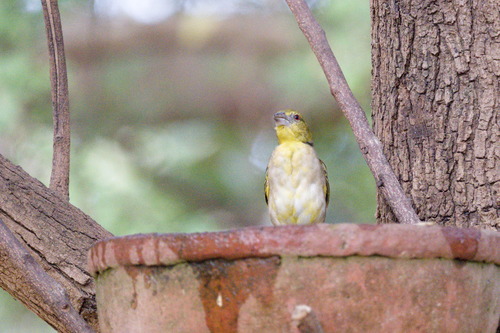 Village Weaver (Ploceus cucullatus), photo 3