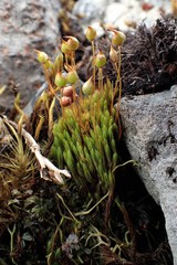 Conostomum pentastichum