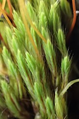 Conostomum pentastichum