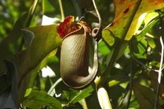 Nepenthes bicalcarata