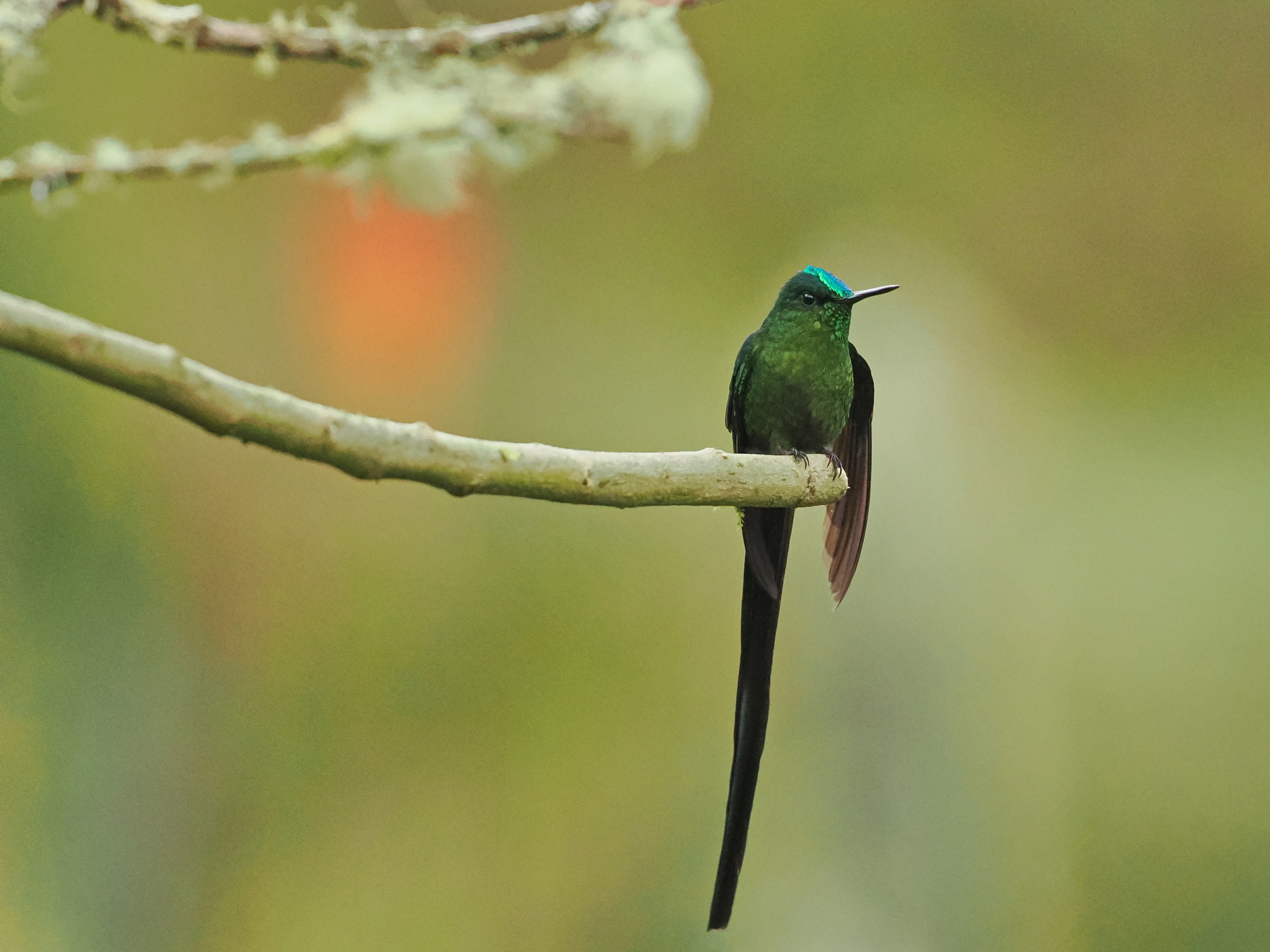 Long-tailed Sylph (Aglaiocercus kingii), photo 2