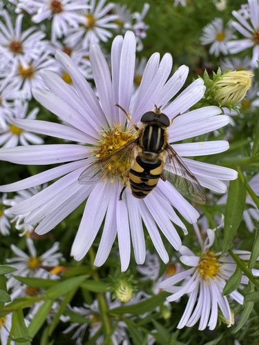 Unknown species found near Mount Desert Island, Bar Harbor, ME, US