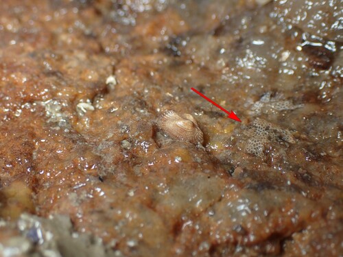 Encrusting Bryozoan, Le Croisic, France, photo 5 of 10