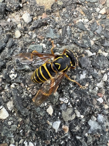 Unknown species found near Mount Desert Island, Bar Harbor, ME, US