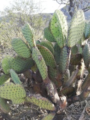 Opuntia pilifera