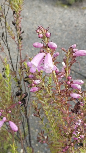 Agalinis brevifolia, photograph 3