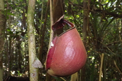 Nepenthes bicalcarata