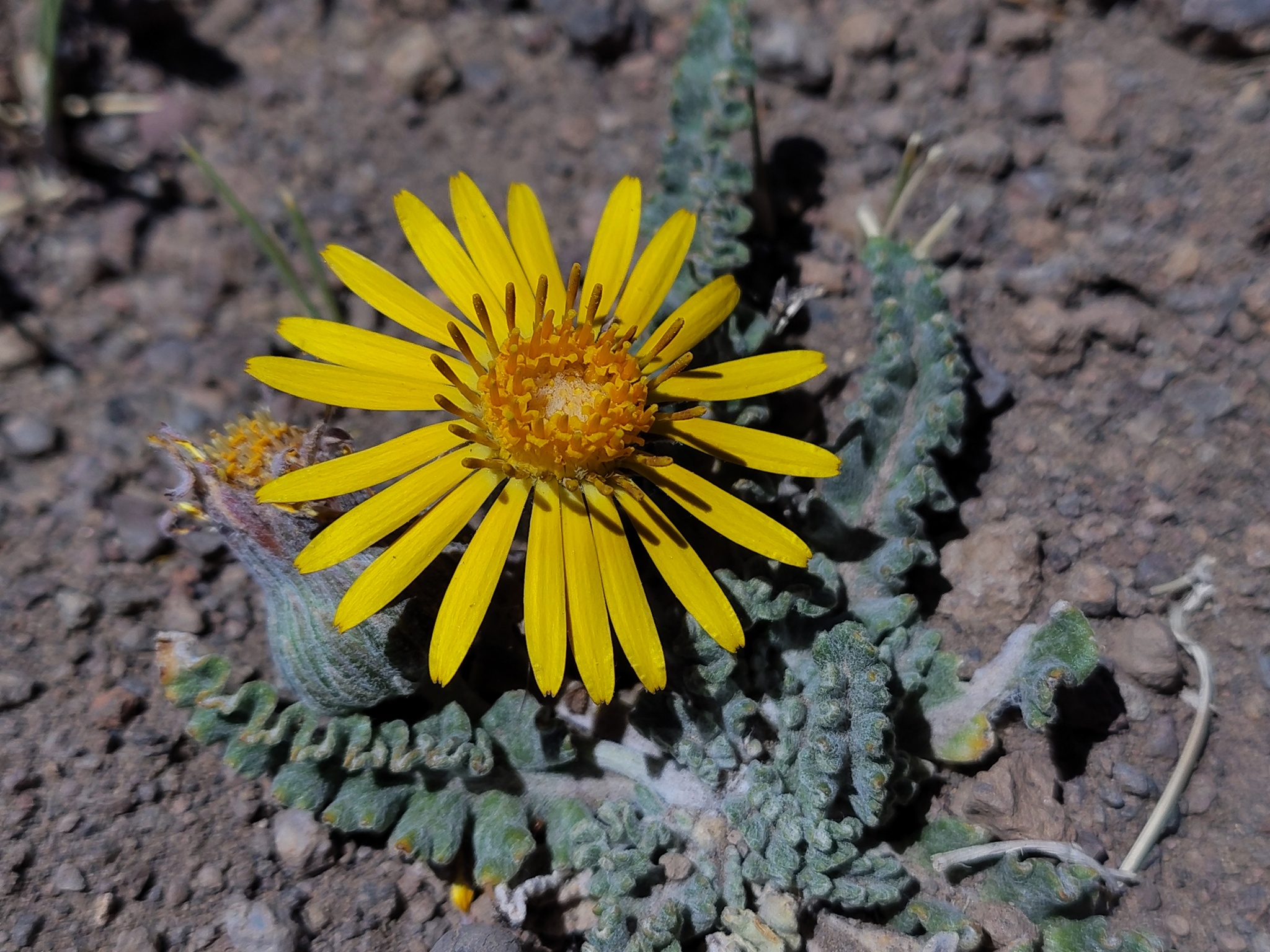 Trichocline boecheri