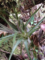 Guzmania angustifolia, photograph (c) Samuel Peláez Vélez, some rights reserved (CC BY)