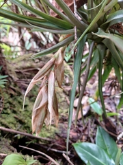 Guzmania angustifolia, photograph (c) Samuel Peláez Vélez, some rights reserved (CC BY)