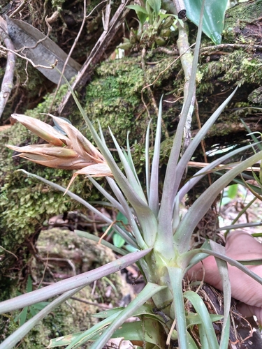 Guzmania angustifolia, photograph 6