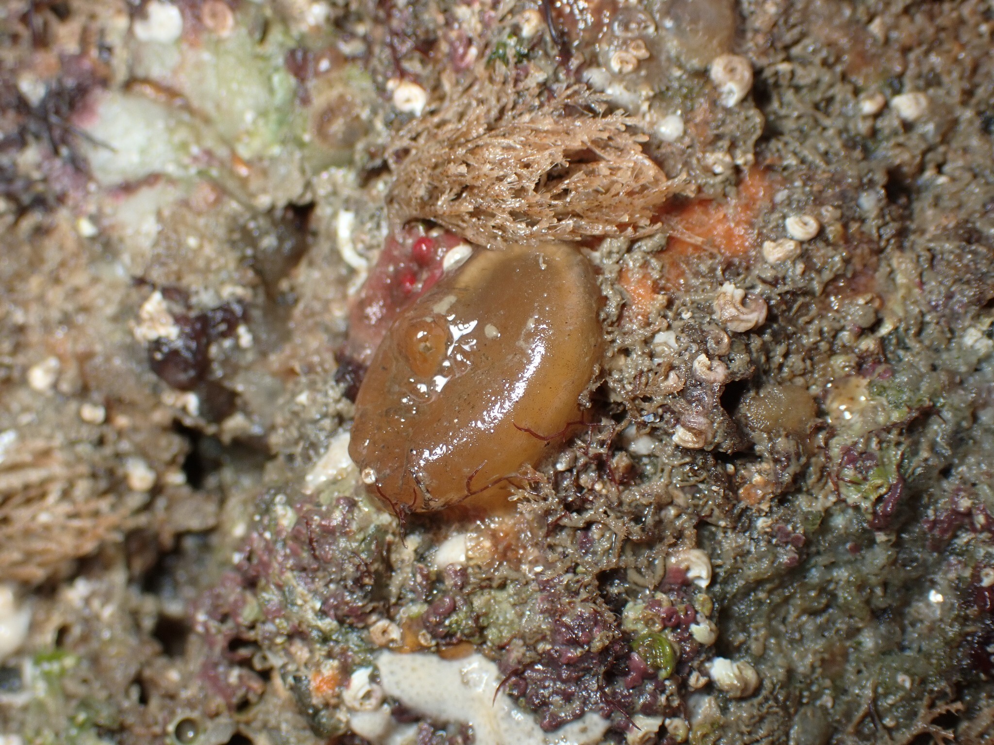 Corella eumyota Traustedt, 1882