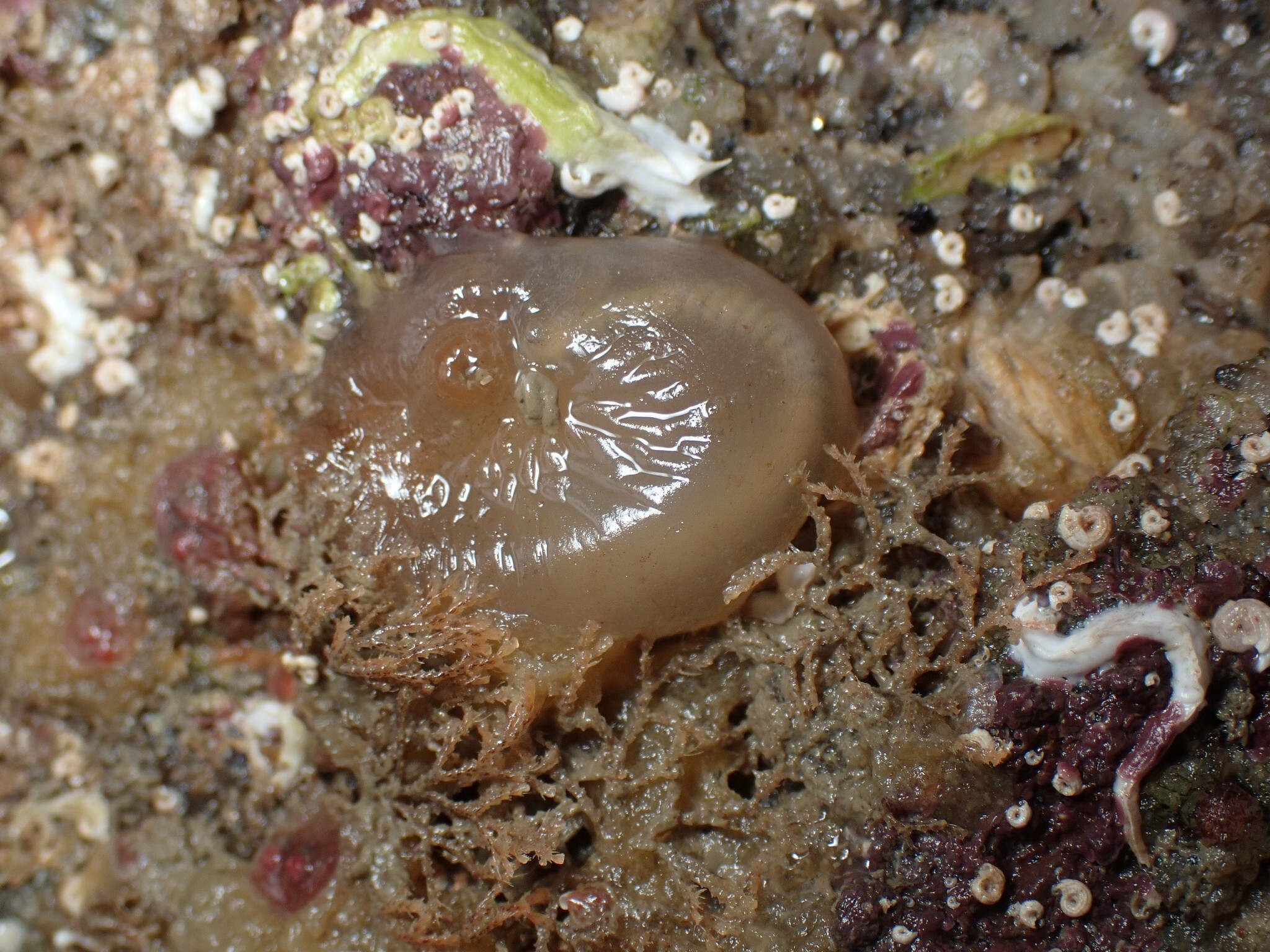 Corella eumyota Traustedt, 1882