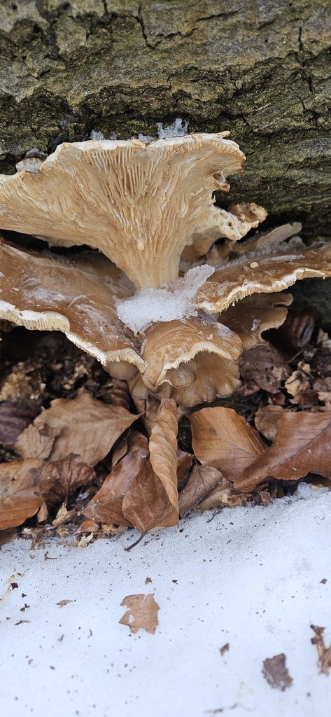 Pleurotus ostreatus · February 2026 · photo: © run4 (iNaturalist, cc-by)
