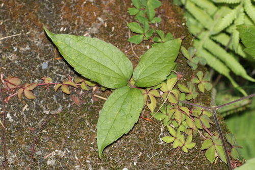 Clematis leschenaultiana iNat (2)