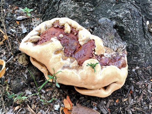 Ganoderma sessile