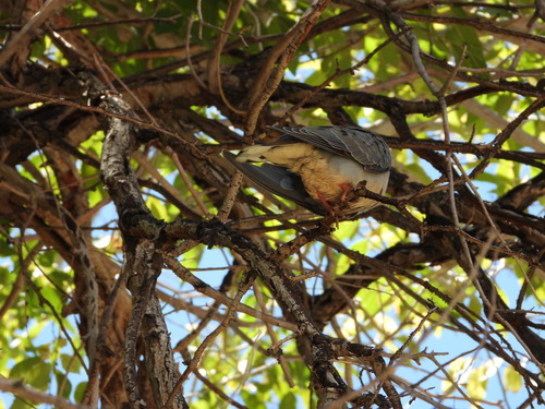Eared Dove