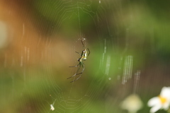 Leucauge celebesiana