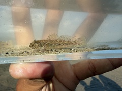 Blackthroat Goby photo 4