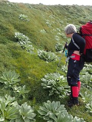 Deschampsia chapmanii