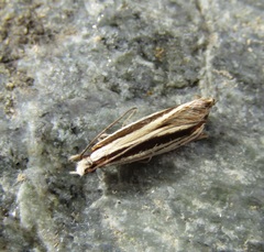 Erechthias stilbella