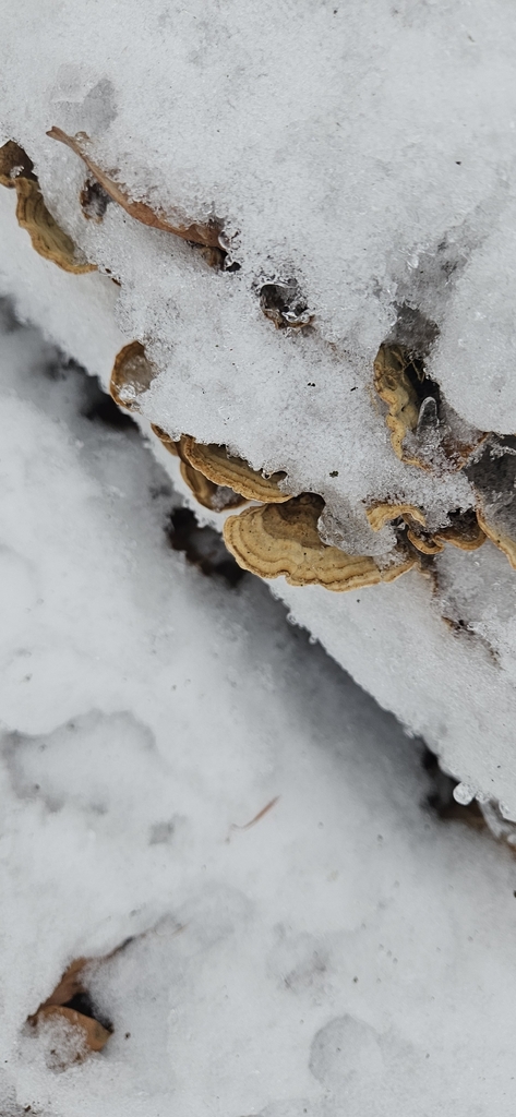Stereum subtomentosum · February 2026 · photo: © run4 (iNaturalist, cc-by)