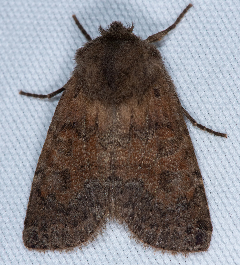 Homoglaea californica