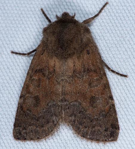 Homoglaea californica