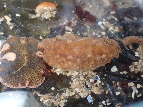 Geitodoris planata