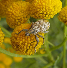 Cyphocleonus dealbatus
