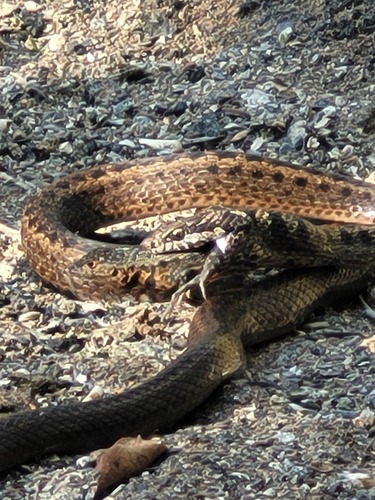 Fernandina Racer