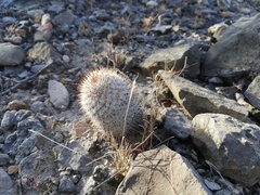 Mammillaria haageana meissneri