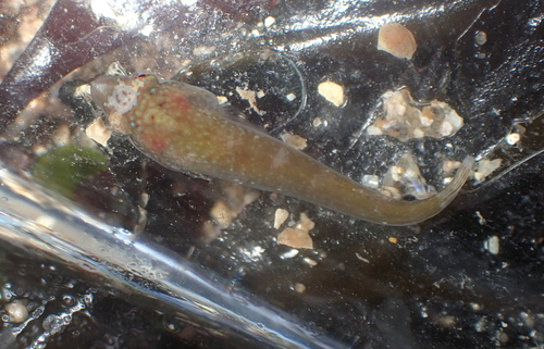Apletodon dentatus