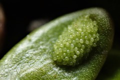 Notogrammitis crassior